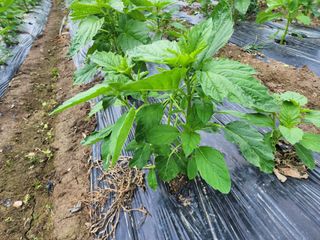김영준님의 참깨 · 자유게시판 작성글 사진