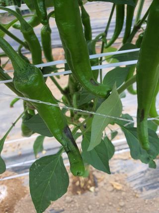 여주자연팜님의 고추 · 병해충상담 작성글 사진