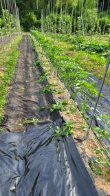 팜모닝 고추·제초 게시글 이미지