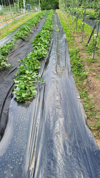 알 수 없음님의 고추 · 제초 작성글 사진