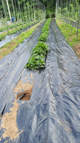 알 수 없음님의 고추 · 제초 작성글 사진