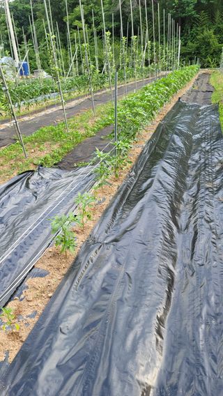 알 수 없음님의 고추 · 제초 작성글 사진