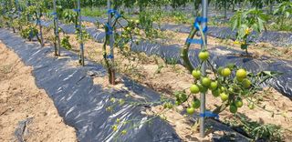 양성근님의 토마토 · 일상 작성글 사진