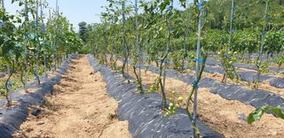 양성근님의 토마토 · 일상 작성글 사진