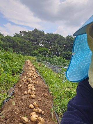 감자1963초보농부님의 감자 · 자유게시판 작성글 사진