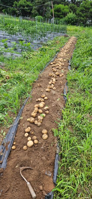 감자1963초보농부님의 감자 · 자유게시판 작성글 사진