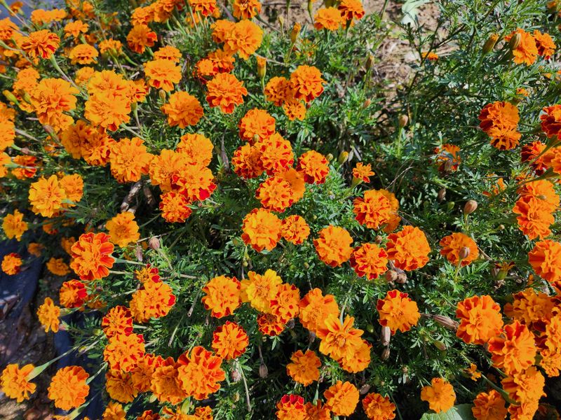 최민자 님의 장터 판매 상품 [500g] 첨부 사진