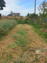 팜모닝 기타작물·자유게시판 게시글 이미지