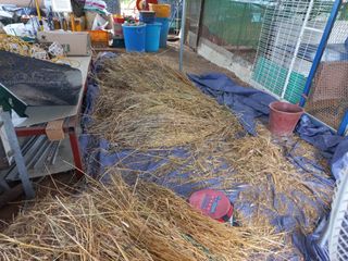 고랑이랑 임수연님의 기타작물 · 자유게시판 작성글 사진