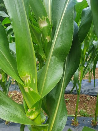 인생은 소풍처럼님의 옥수수 · 병해충상담 작성글 사진