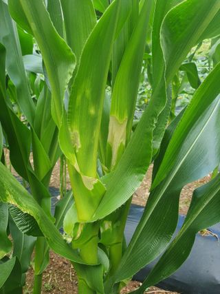 인생은 소풍처럼님의 옥수수 · 병해충상담 작성글 사진