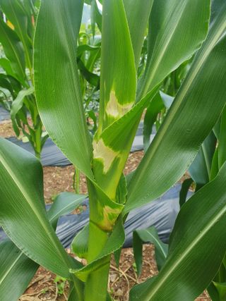 인생은 소풍처럼님의 옥수수 · 병해충상담 작성글 사진