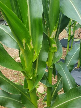 인생은 소풍처럼님의 옥수수 · 병해충상담 작성글 사진