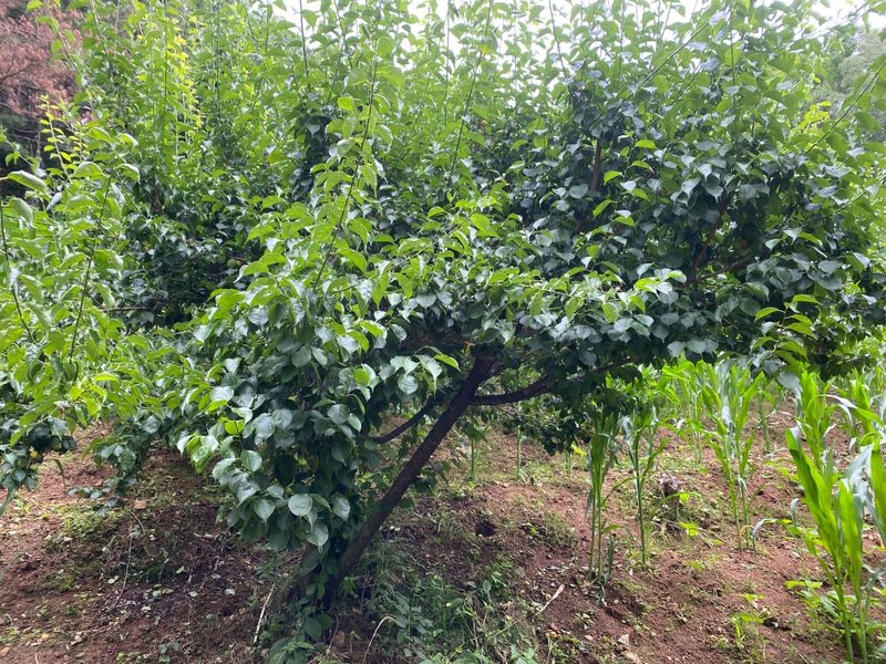 성주농원님의 장터 판매 상품 [청매실 10kg(매진)] 첨부 사진