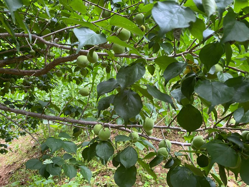 성주농원님의 장터 판매 상품 [청매실 10kg(매진)] 첨부 사진