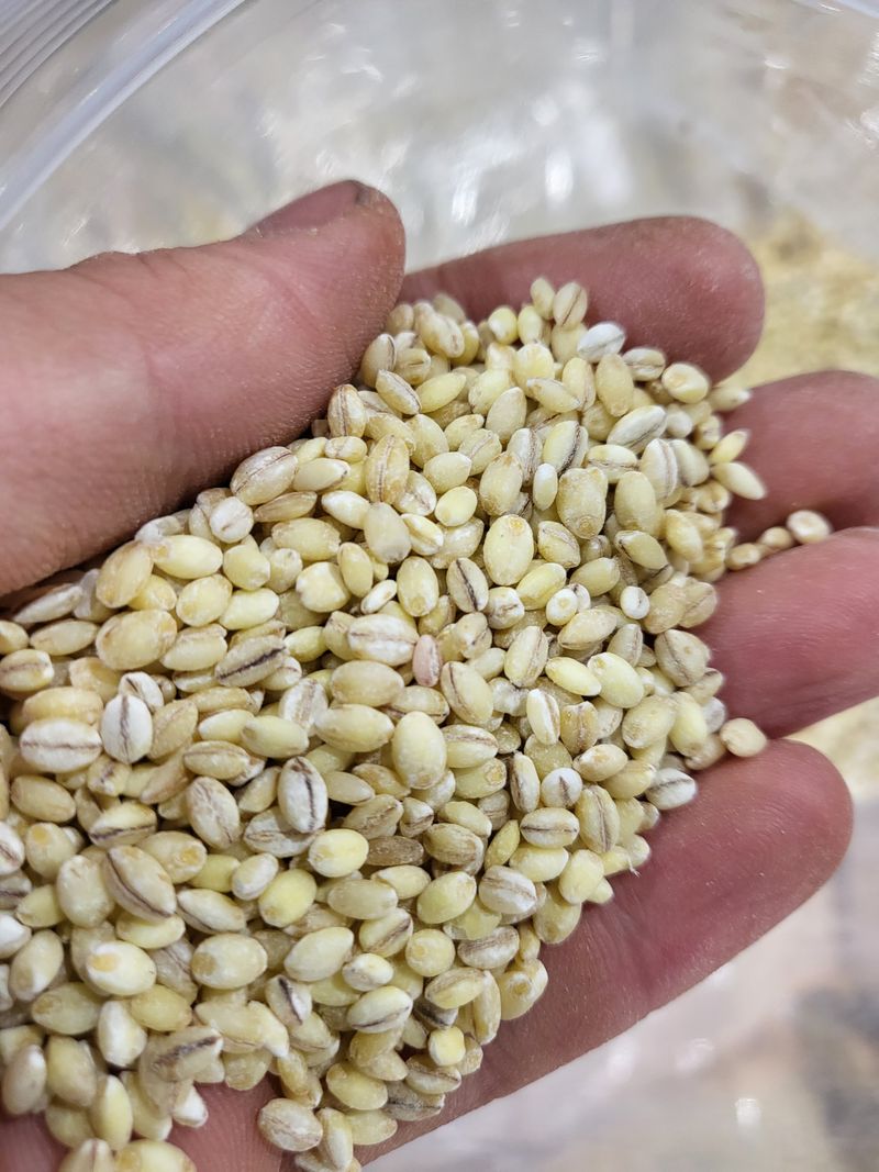 김영진(전남영광)님의 장터 판매 상품 [23년도 햇보리쌀 5kg 판매해요(쌀보리)] 첨부 사진