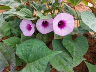 농촌의지킴님의 장마 대비 어떻게 하셨나요? · 참여 작성글 사진