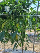 팜모닝 고추·병해충상담 게시글 이미지