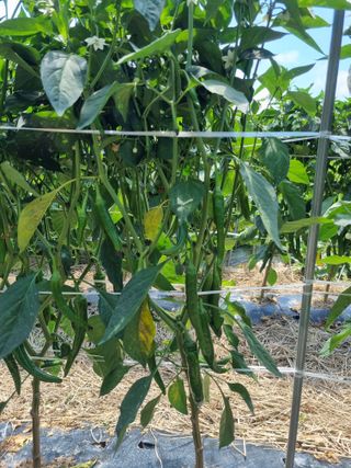 나재흠님의 고추 · 병해충상담 작성글 사진