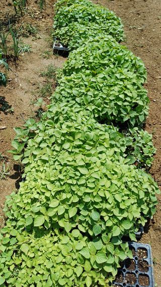 박순덕님의 들깨 · 자유게시판 작성글 사진