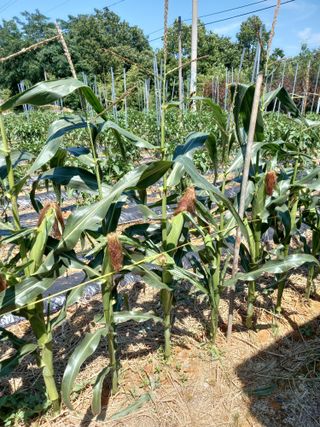 당진수농원박선이님의 자유주제 · 자유게시판 작성글 사진