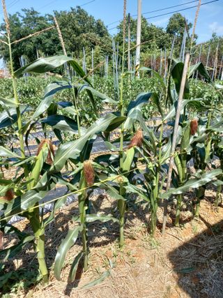 당진수농원박선이님의 자유주제 · 자유게시판 작성글 사진