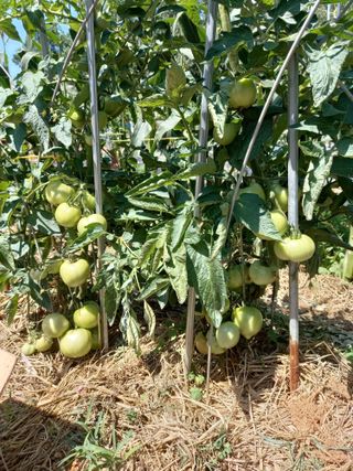 당진수농원박선이님의 자유주제 · 자유게시판 작성글 사진