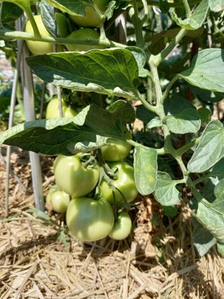 당진수농원박선이님의 자유주제 · 자유게시판 작성글 사진