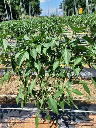 당진수농원박선이님의 자유주제 · 자유게시판 작성글 사진