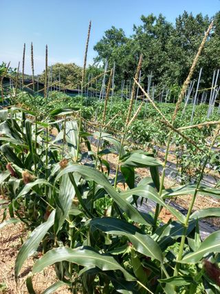 당진수농원박선이님의 자유주제 · 자유게시판 작성글 사진