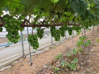 牛步俞昌煥님의 포도 · 자유게시판 작성글 사진