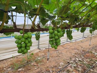 牛步俞昌煥님의 포도 · 자유게시판 작성글 사진