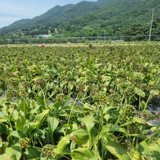 이종권님의 기타작물 · 자유게시판 작성글 사진