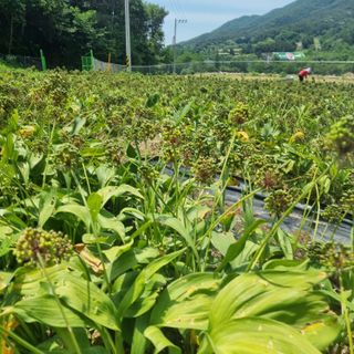 이종권님의 기타작물 · 자유게시판 작성글 사진