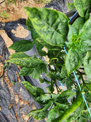 채옥이님의 고추 · 병해충상담 작성글 사진