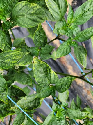 채옥이님의 고추 · 병해충상담 작성글 사진