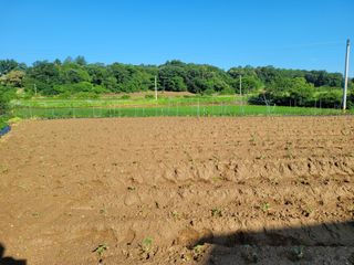 꿈꾸는 삶~님의 들깨 · 자유게시판 작성글 사진