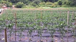 안셀모주님의 장마 대비 어떻게 하셨나요? · 참여 작성글 사진