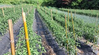 안셀모주님의 장마 대비 어떻게 하셨나요? · 참여 작성글 사진