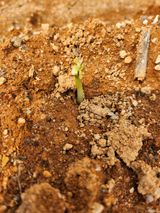 팜모닝 콩·자유게시판 게시글 이미지