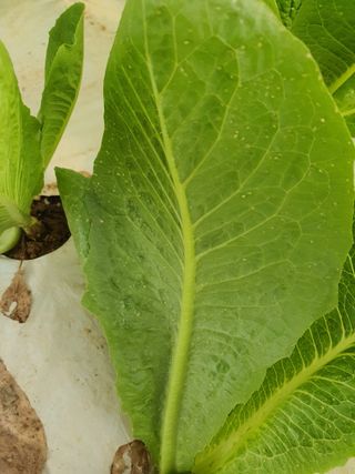 에덴팜님의 상추 · 병해충상담 작성글 사진