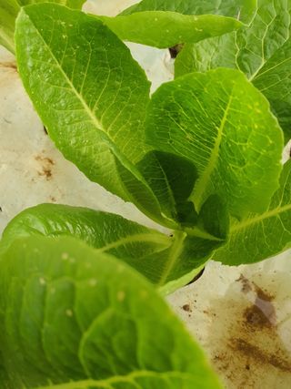 에덴팜님의 상추 · 병해충상담 작성글 사진