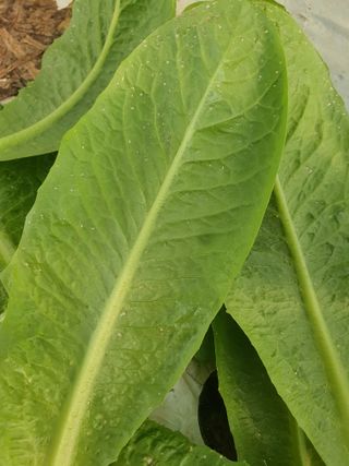 에덴팜님의 상추 · 병해충상담 작성글 사진