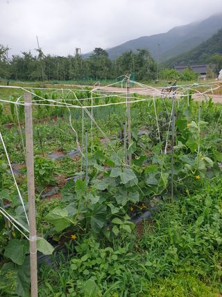 김주해님의 오이 · 영농일지 작성글 사진