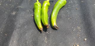 고추1964님의 고추 · 병해충상담 작성글 사진