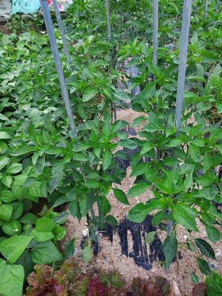 최병화 님의 자유주제 · 사진전 작성글 사진