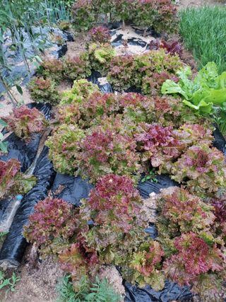 최병화 님의 자유주제 · 사진전 작성글 사진