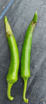 팜모닝 고추·병해충상담 게시글 이미지