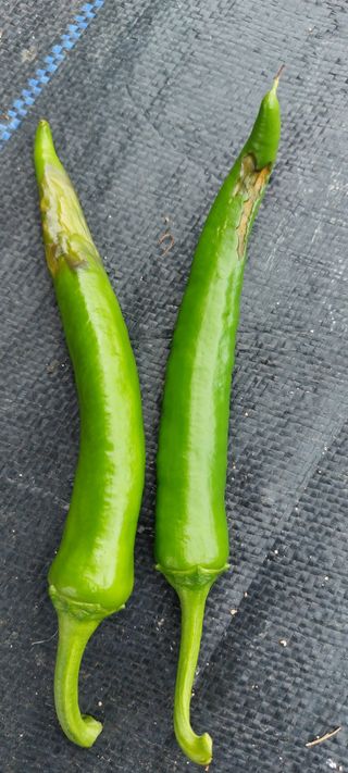 한마음농원님의 고추 · 병해충상담 작성글 사진