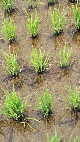 두비님의 벼 · 자유게시판 작성글 사진